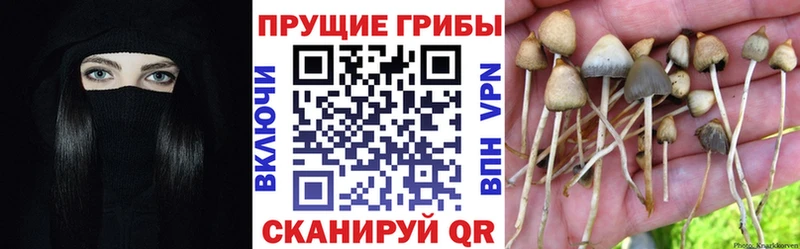 Галлюциногенные грибы Psilocybine cubensis  omg ссылки  Новочеркасск 